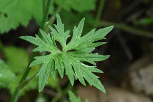 2025-06018818 Acton Arboretum, MA